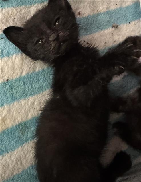 MORTICIA - Domestic Medium Hair available for adoption