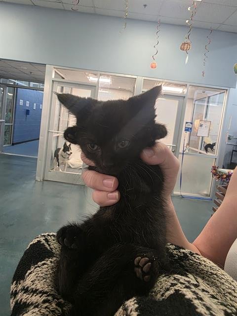 LUCIFER - Domestic Short Hair available for adoption