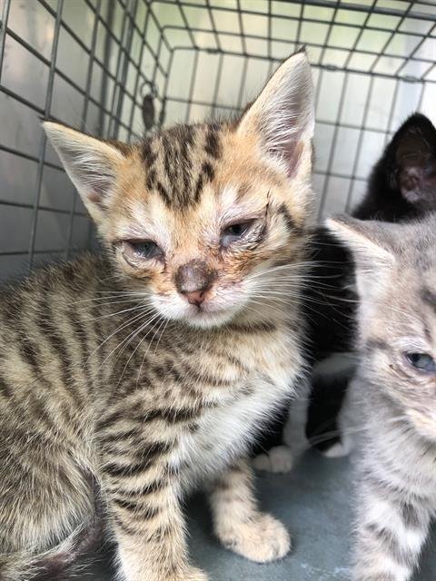 TYGA - Domestic Short Hair available for adoption