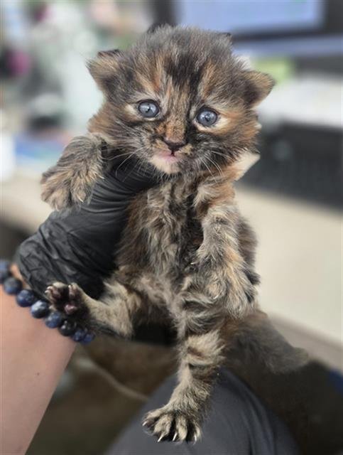 CROWBAR - Domestic Short Hair available for adoption