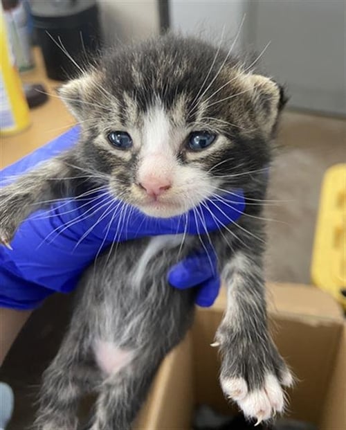 STARBURST - Domestic Short Hair for adoption in Dallas