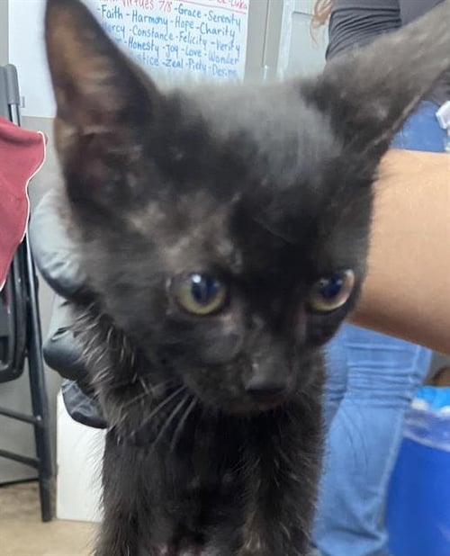 PANINI - Domestic Short Hair available for adoption