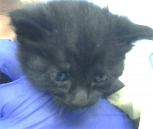 HANAMI - Domestic Medium Hair available for adoption