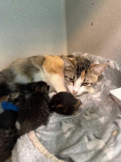 CALI - Domestic Short Hair available for adoption