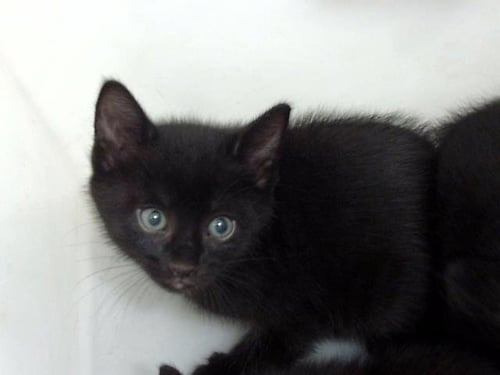 JASPER - Domestic Short Hair for adoption in Irving