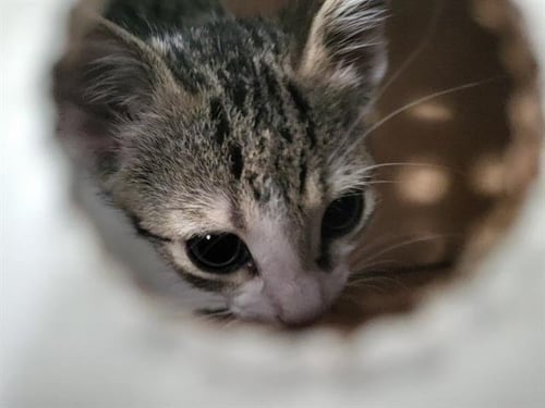 BISCUIT - Domestic Medium Hair available for adoption