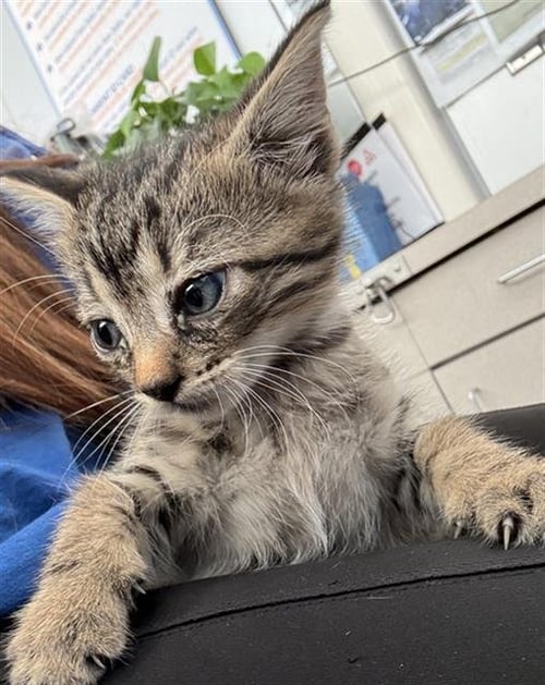 FRODO - Domestic Short Hair available for adoption