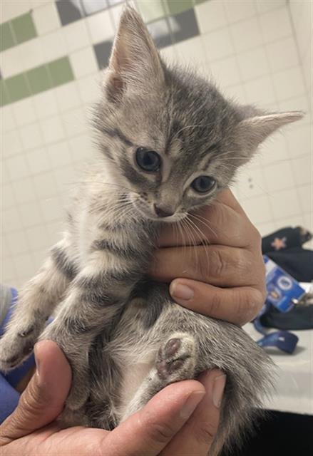 COOKIE - Domestic Short Hair available for adoption
