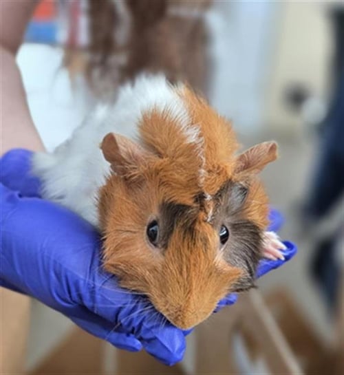 BOBBY - Guinea Pig available for adoption