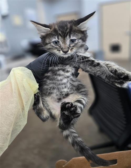 ALEXANDRIA - Domestic Short Hair available for adoption