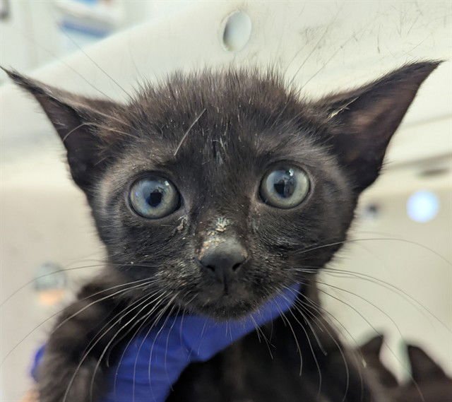 OCEAN - Domestic Short Hair available for adoption