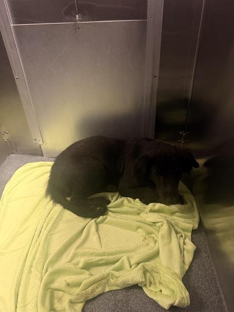 A1278602 - Labrador Retriever available for adoption