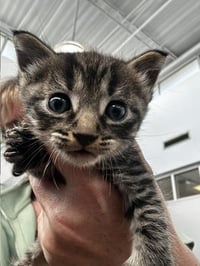 NEKO - Photo 1