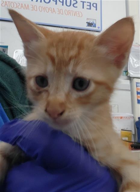 WOODY - Domestic Short Hair available for adoption
