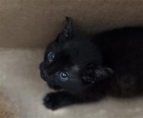 HUNTER - Domestic Short Hair available for adoption