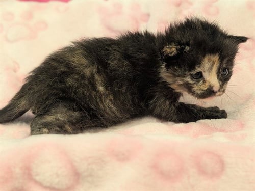 EFFIE - Domestic Short Hair available for adoption