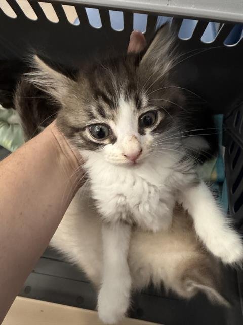 AUSTIN - Domestic Medium Hair available for adoption