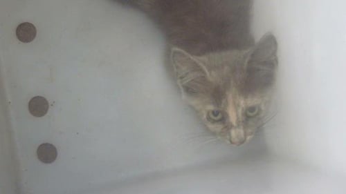 REESE - Domestic Medium Hair available for adoption