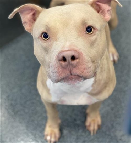 OZZY - Pit Bull Terrier for adoption in Irving