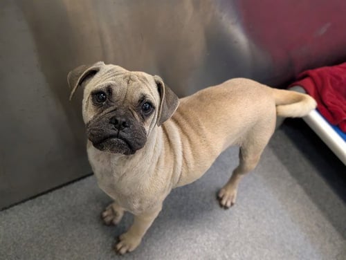 ZEUS - Pug available for adoption