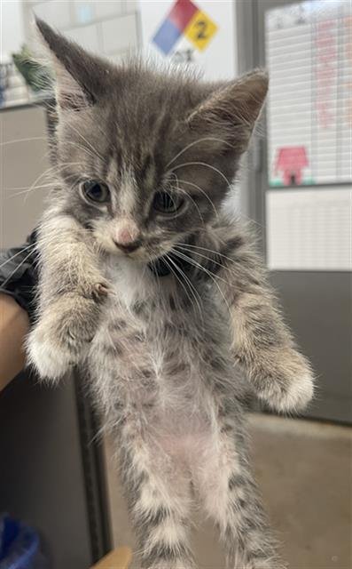 PEPPER - Domestic Short Hair available for adoption