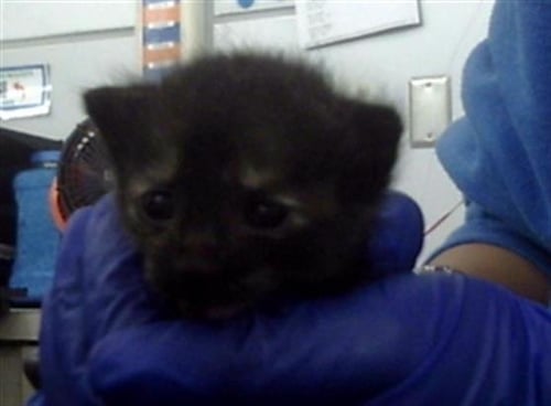 TILLY - Domestic Short Hair for adoption in Irving