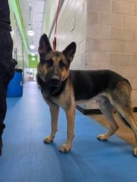 SHEP - Photo 1