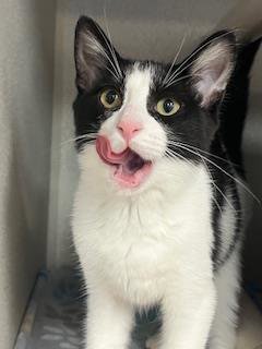 EMILY - Domestic Short Hair available for adoption