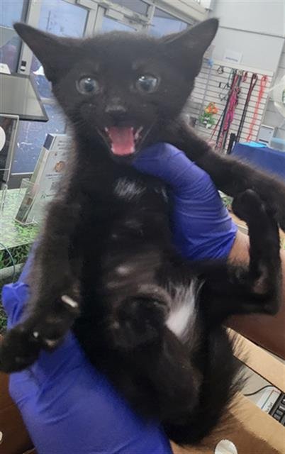 ECLIPSE - Domestic Short Hair available for adoption