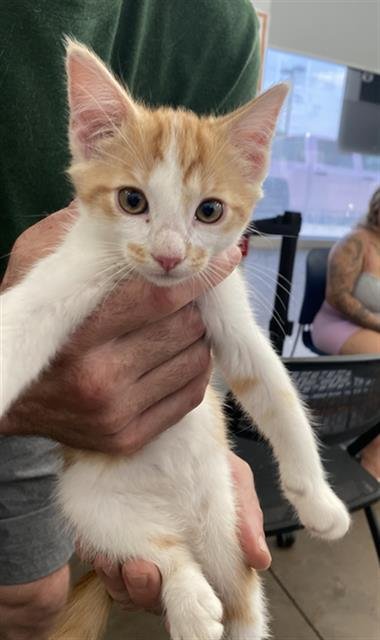 OLIVER Image