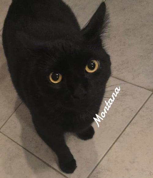 MONTANA - Domestic Short Hair available for adoption