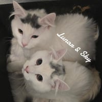 Luner&Sky - Photo 2