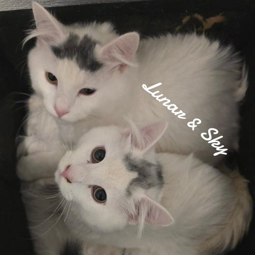 LUNER&SKY - Domestic Medium Hair available for adoption