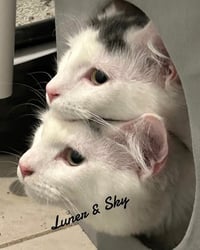 Luner&Sky - Photo 5