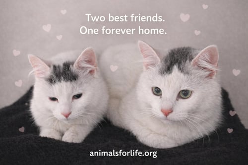 LUNER&SKY - Domestic Medium Hair available for adoption