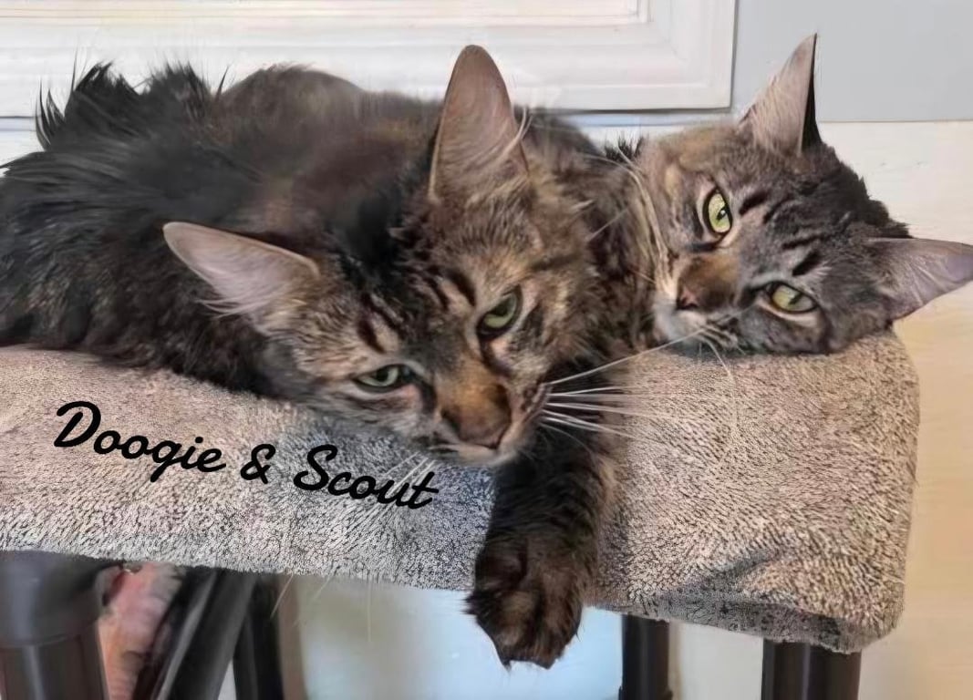 Doogie & Scout Image