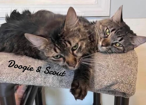DOOGIE & SCOUT - Domestic Long Hair available for adoption