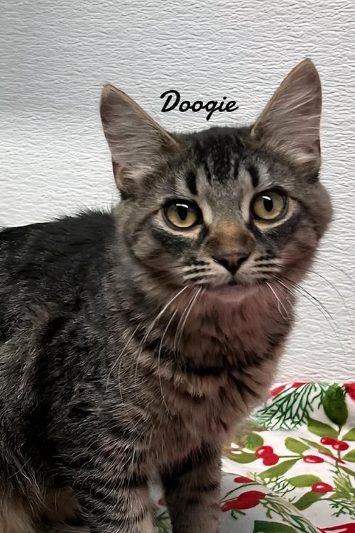DOOGIE - Domestic Medium Hair available for adoption