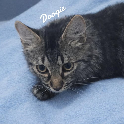 DOOGIE - Domestic Medium Hair available for adoption