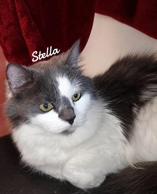 STELLA - Domestic Medium Hair available for adoption