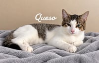 Queso - Photo 2