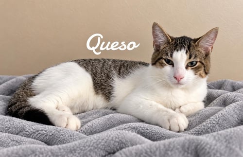 QUESO - Domestic Short Hair available for adoption