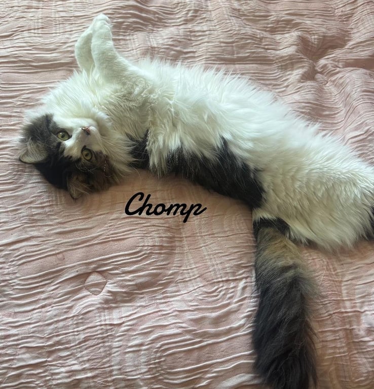 Chomp & Baby Image