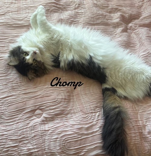 CHOMP & BABY - Domestic Long Hair available for adoption