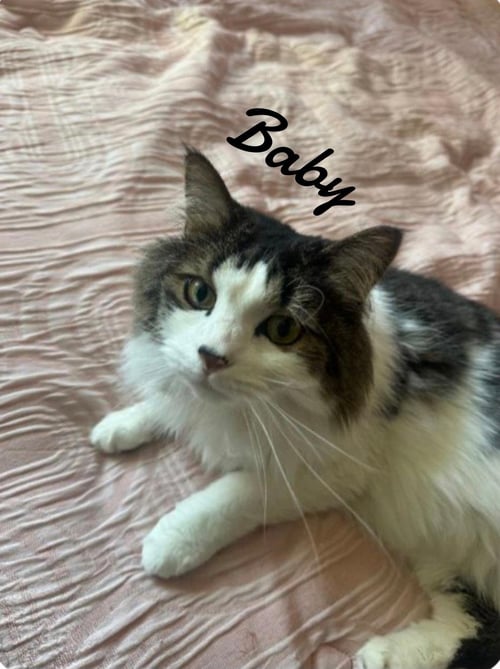 CHOMP & BABY - Domestic Long Hair available for adoption