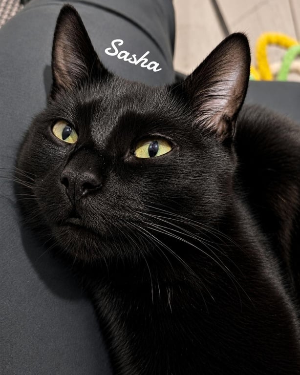 Sasha Image