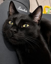 Sasha - Photo 1