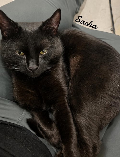 SASHA - Domestic Short Hair available for adoption