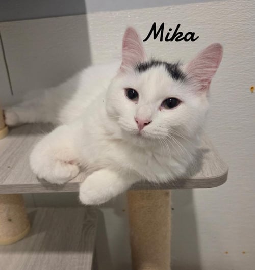 MIKA - Domestic Long Hair available for adoption