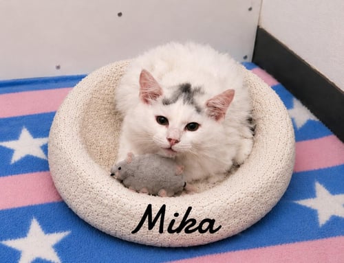 MIKA - Domestic Long Hair available for adoption